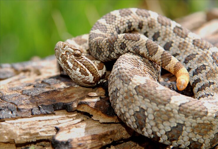 Eastern Massasauga Rattlesnake