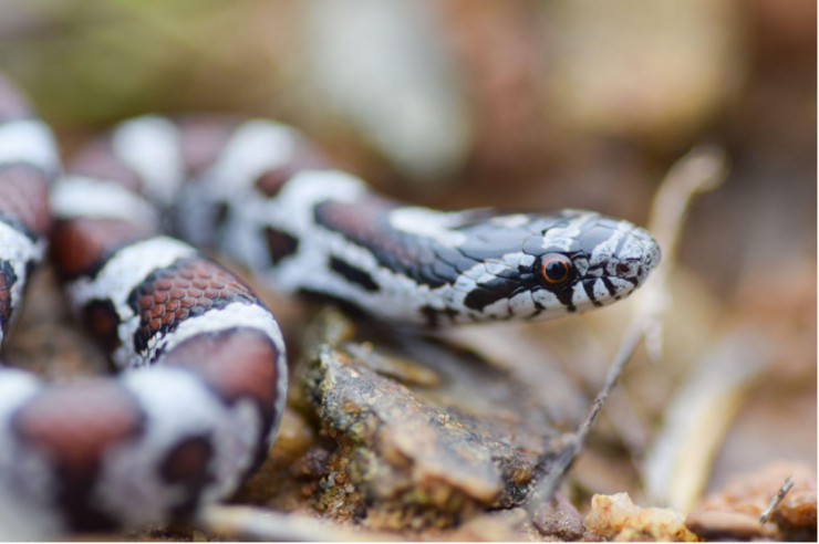 Eastern Milk Snake (Lampropeltis triangulum)