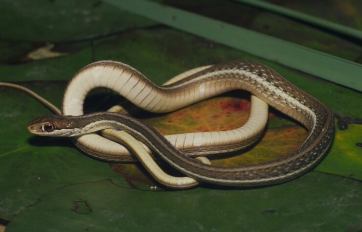 Eastern Ribbon Snake (Thamnophis sauritus)