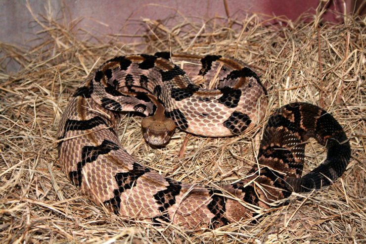 Eastern Timber Rattlesnake