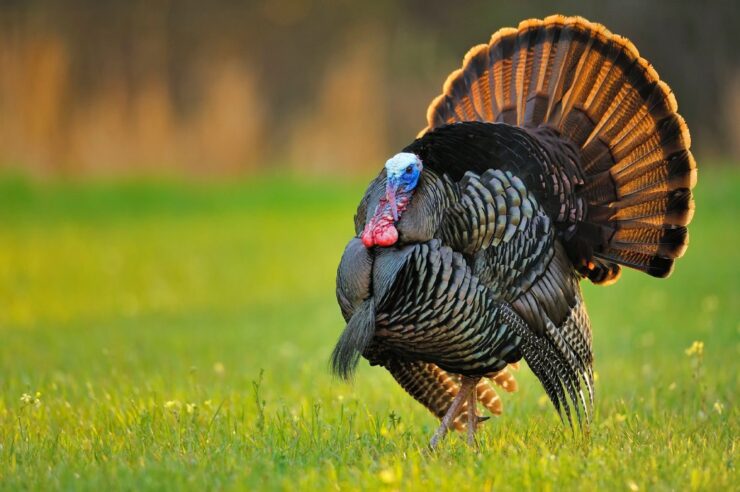 Eastern Wild Turkey