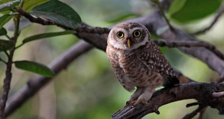 Elf Owl