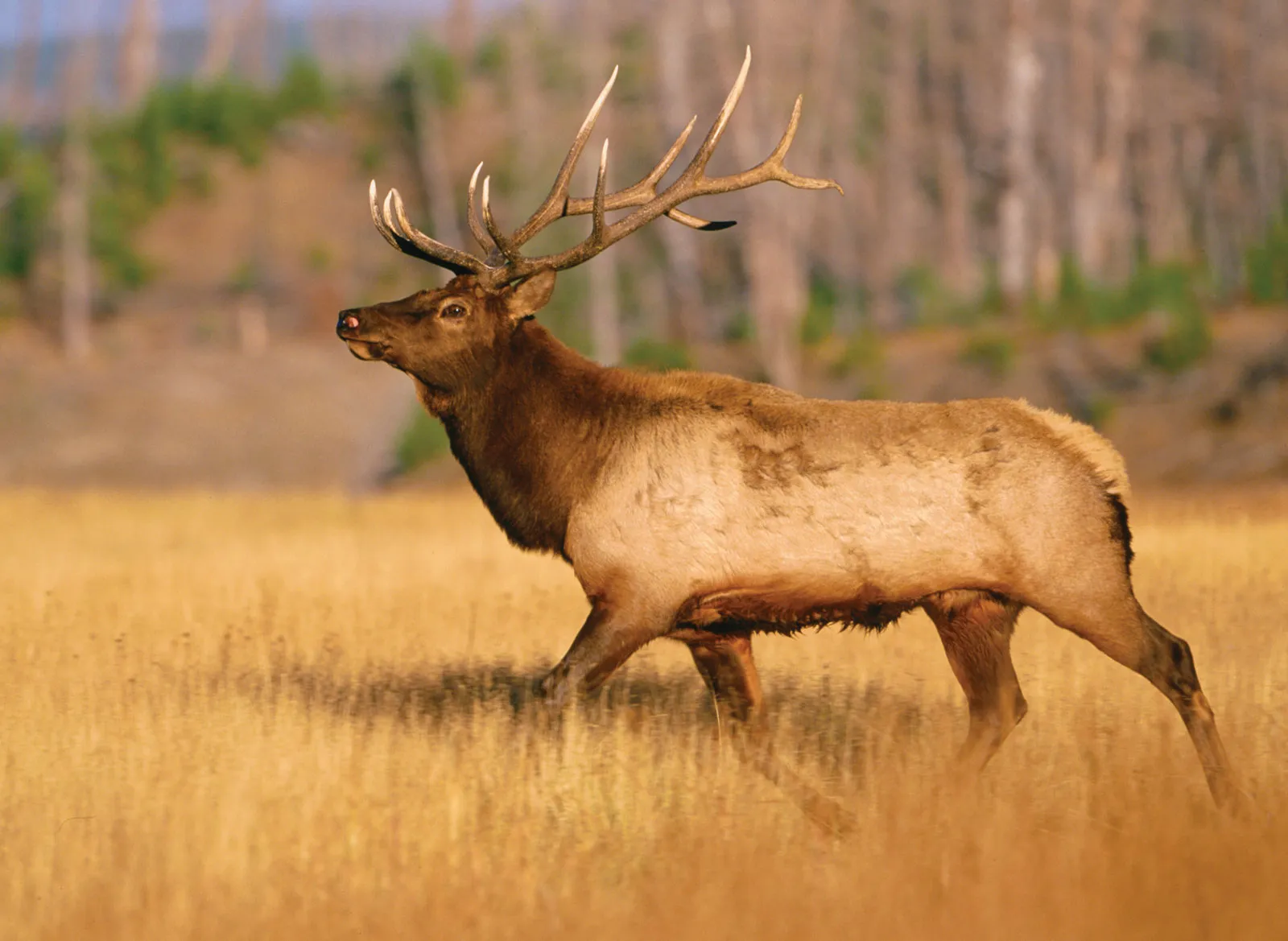 Elk