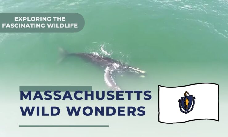 Explore the Massachusetts Wild Wonders