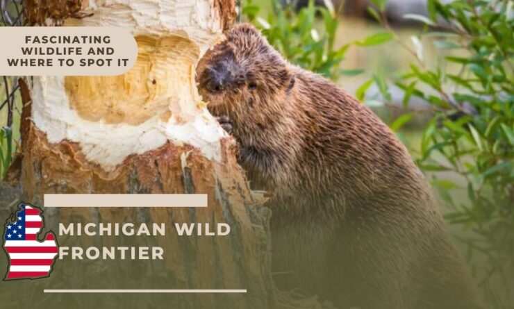 Fascinating Wildlife and Where to Spot It
