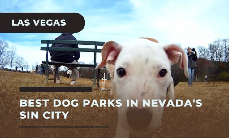 Find the Top Dog Parks in Nevada's Sin City Las Vegas