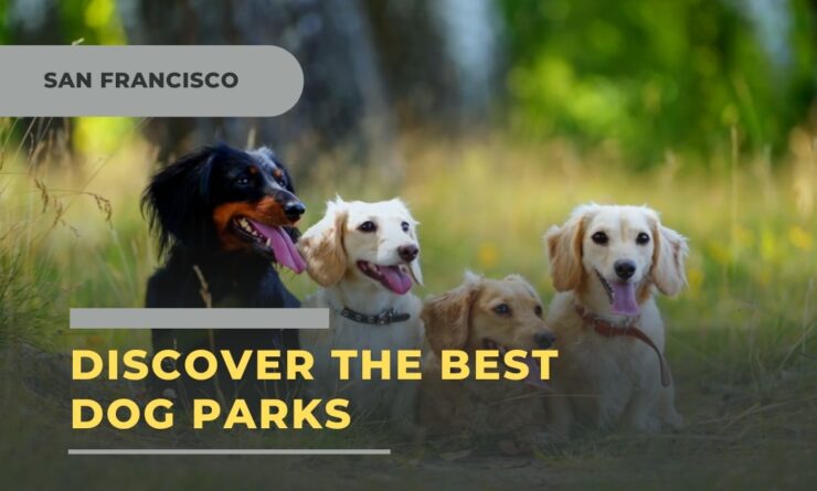 Find the best parks for your dog in San Francisco