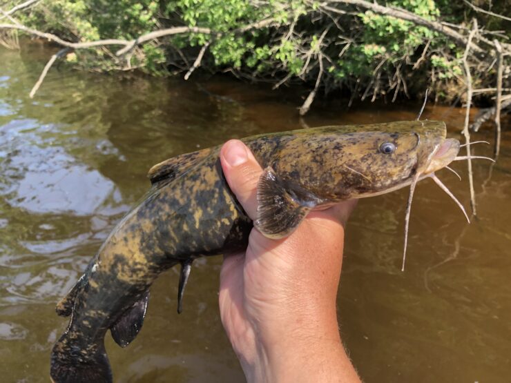 Flathead Catfish