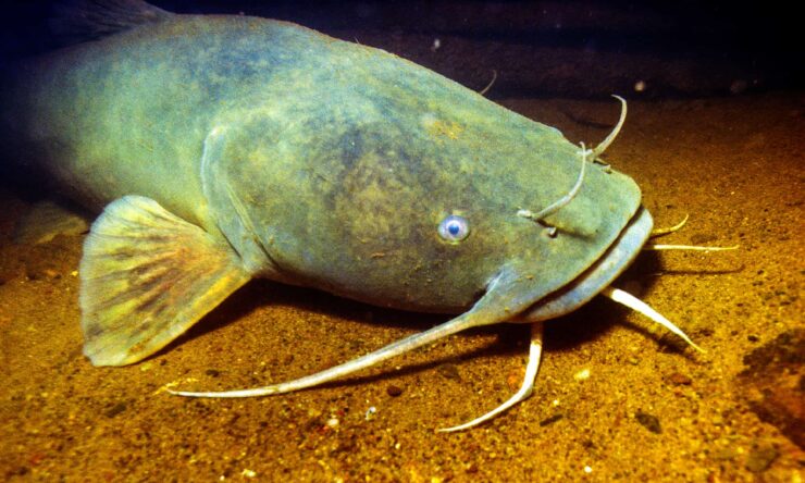 Flathead Catfish (Pylodictis olivaris)