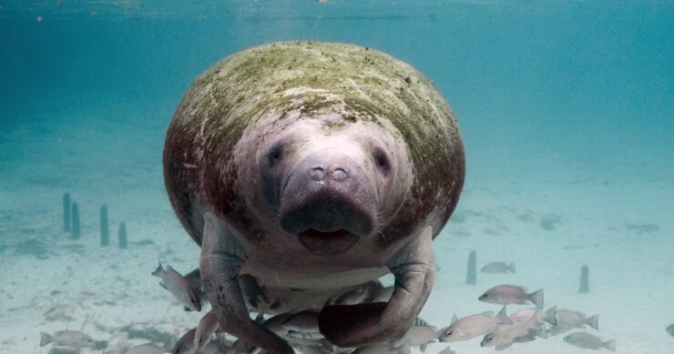 Florida Manatee