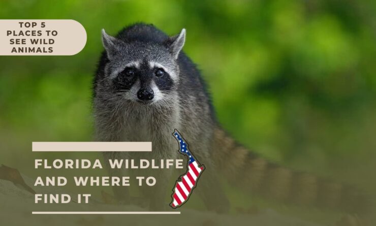 Florida Wildlife and Where to Find It
