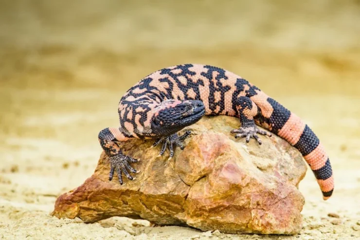 Gila monsters