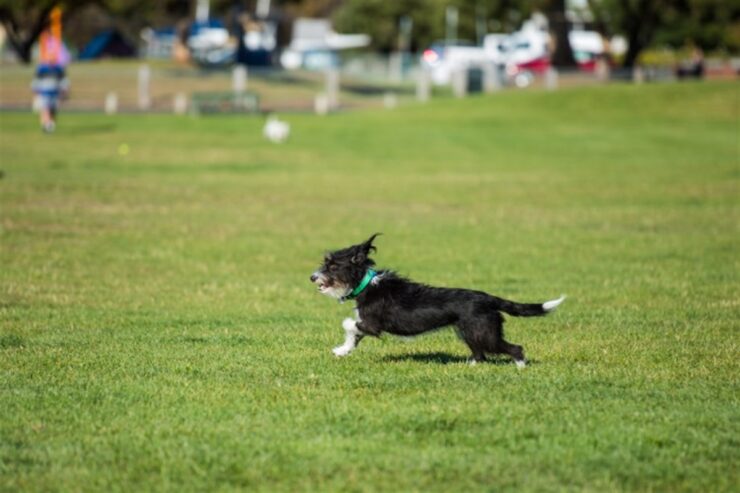 Glenn Hall Park Off-Leash Dog Area