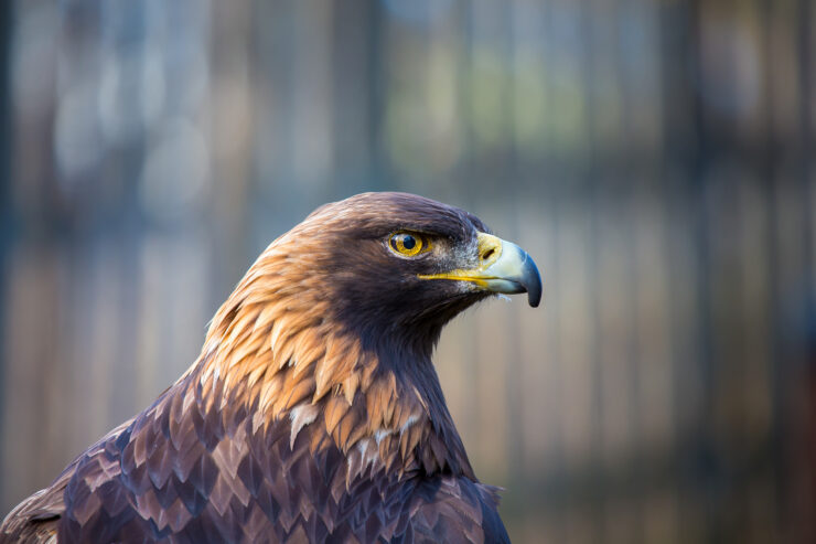 Golden Eagle