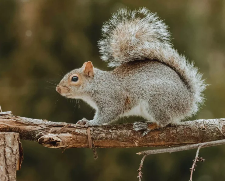 Gray Squirrel