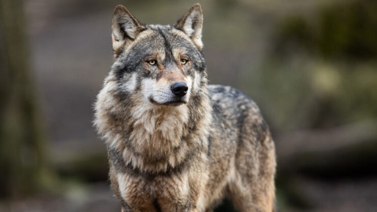 Gray Wolf