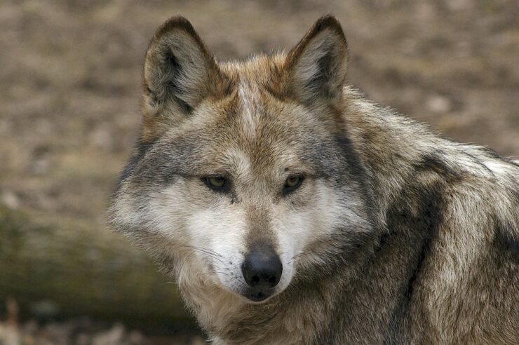Gray Wolf