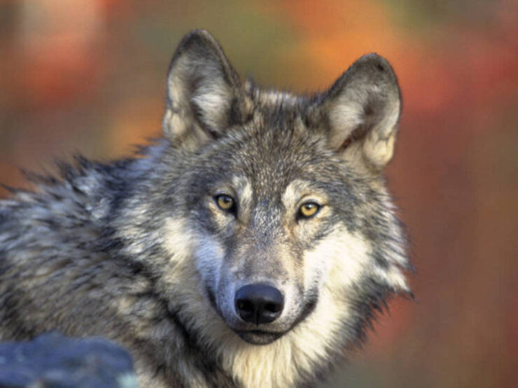 Gray wolf
