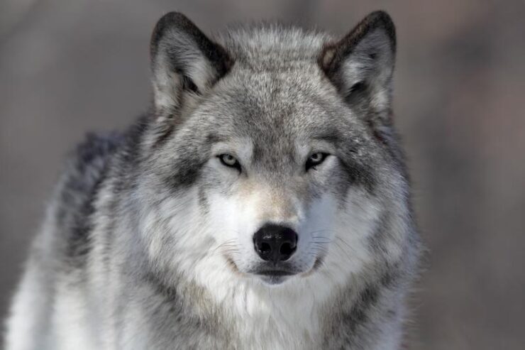 Gray Wolf