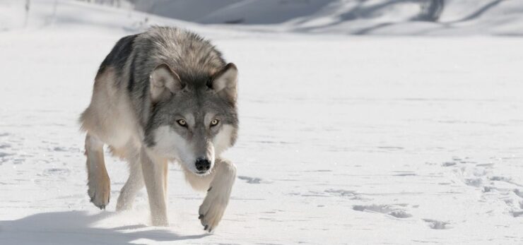 Gray Wolves