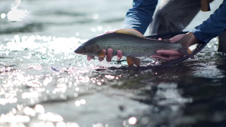 Grayling