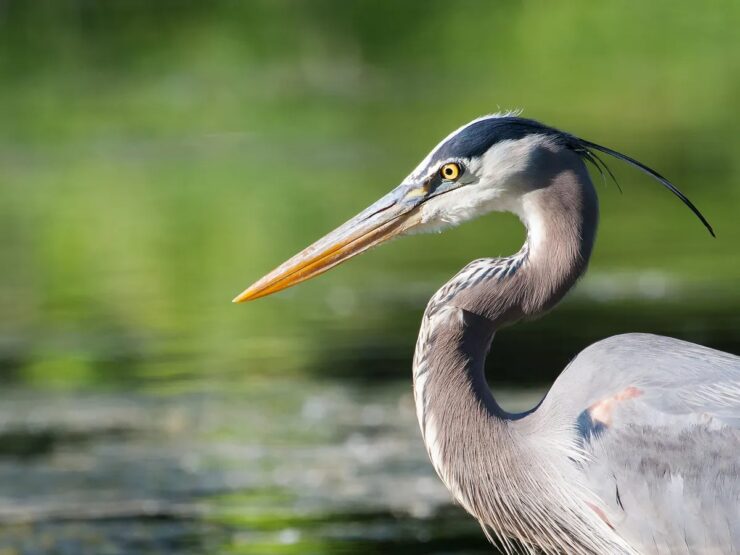 Great blue herons