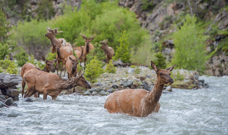Greater Yellowstone Ecosystem