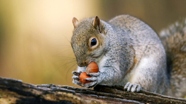 Grey Squirrel