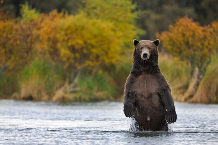 Grizzly Bears