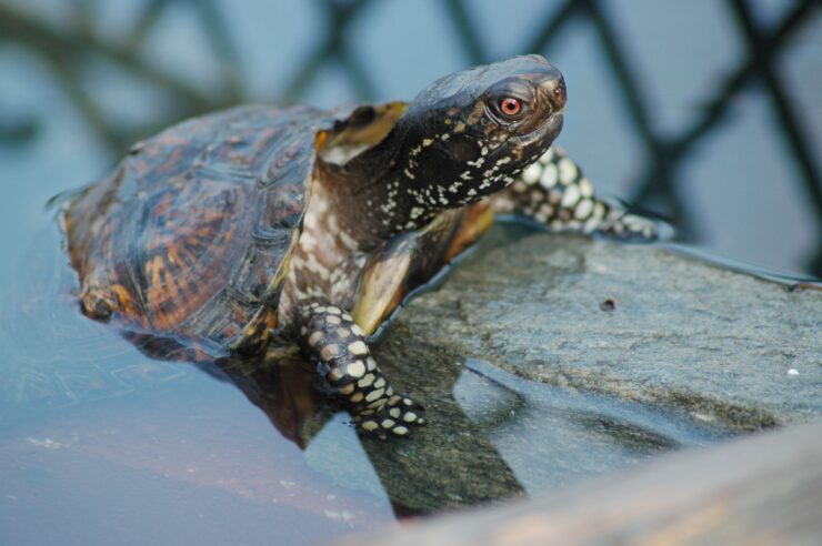 Gulf Coast Box Turtle