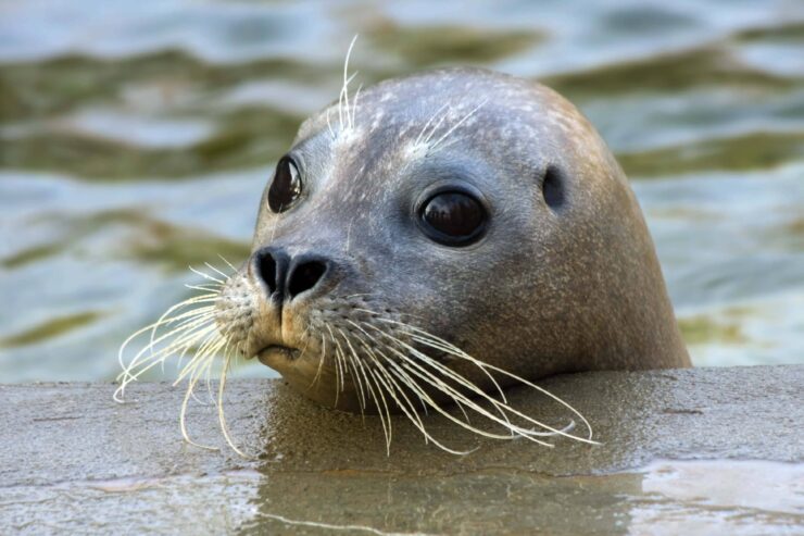 Harbor Seals