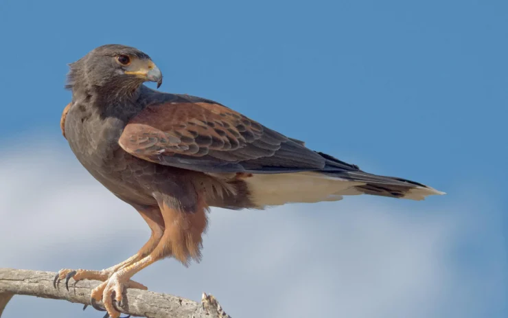 Harris's Hawk
