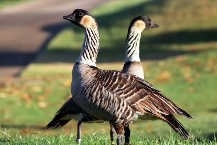 Hawaiian Goose (Nene)