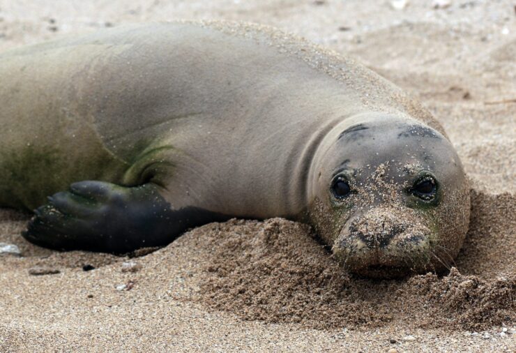 Hawaiian Monk Seal