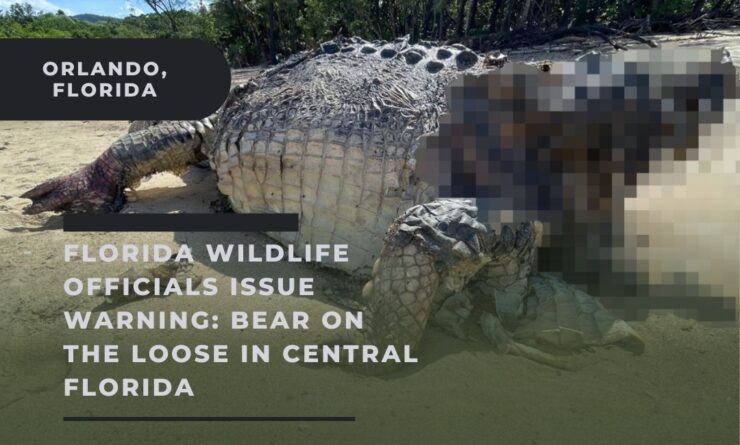 Headless crocodile unsolved mystery