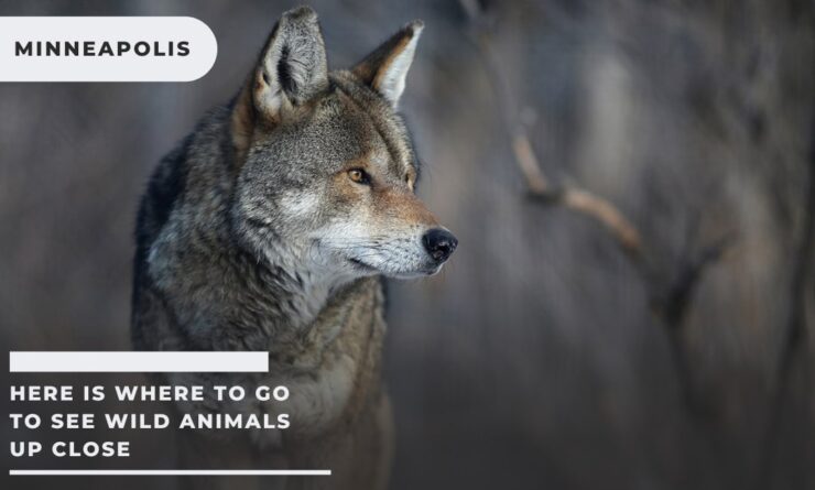 Here is Where to Go to See Wild Animals Up Close