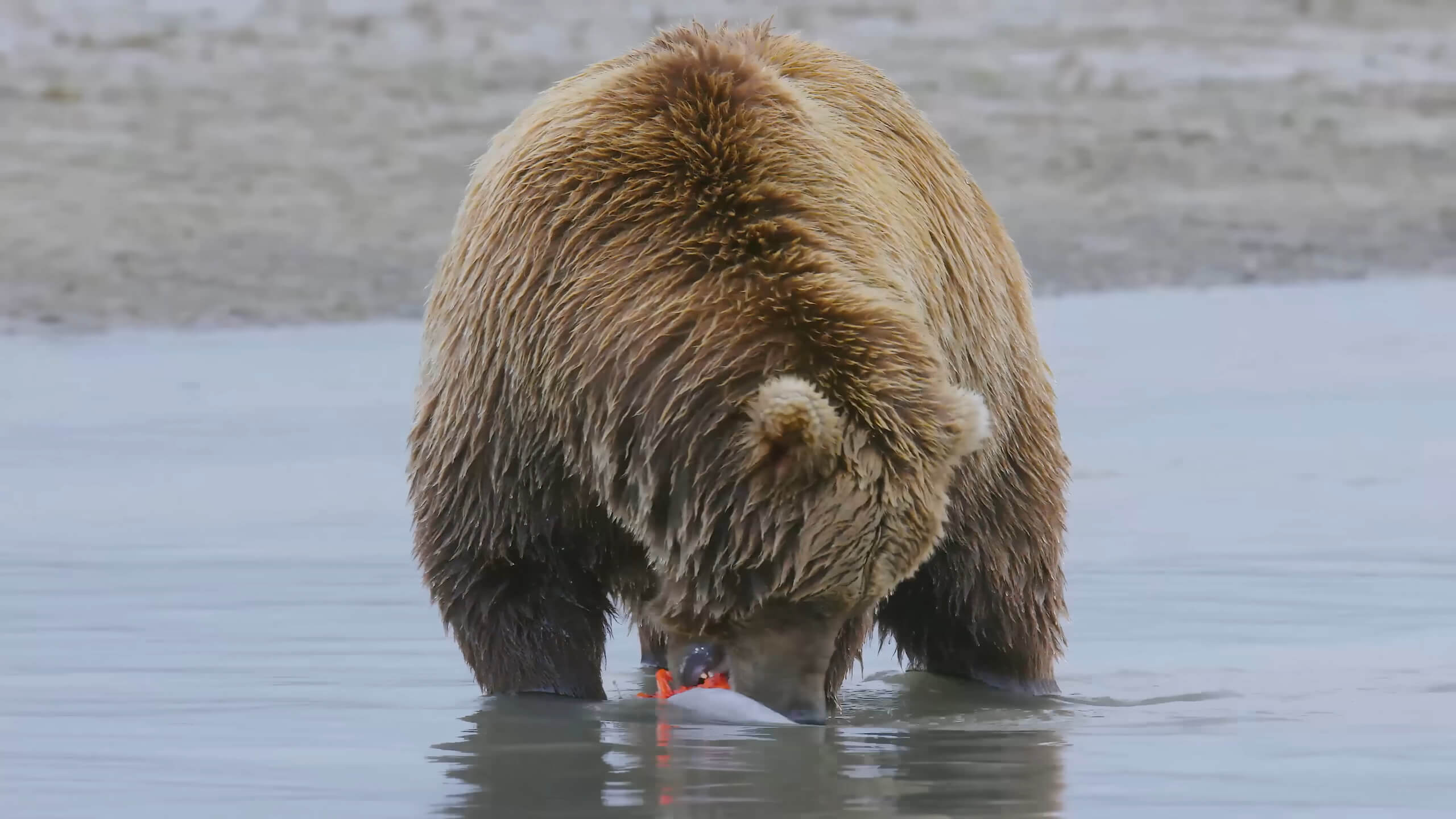 History of the Grizzly Bear in Minnesota