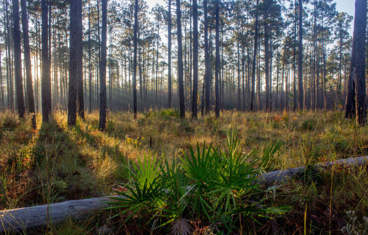Homochitto National Forest