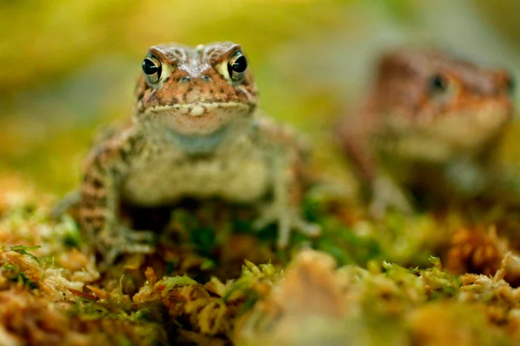 Houston Toad