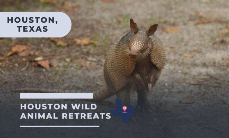 Houston Wild Animal Retreats