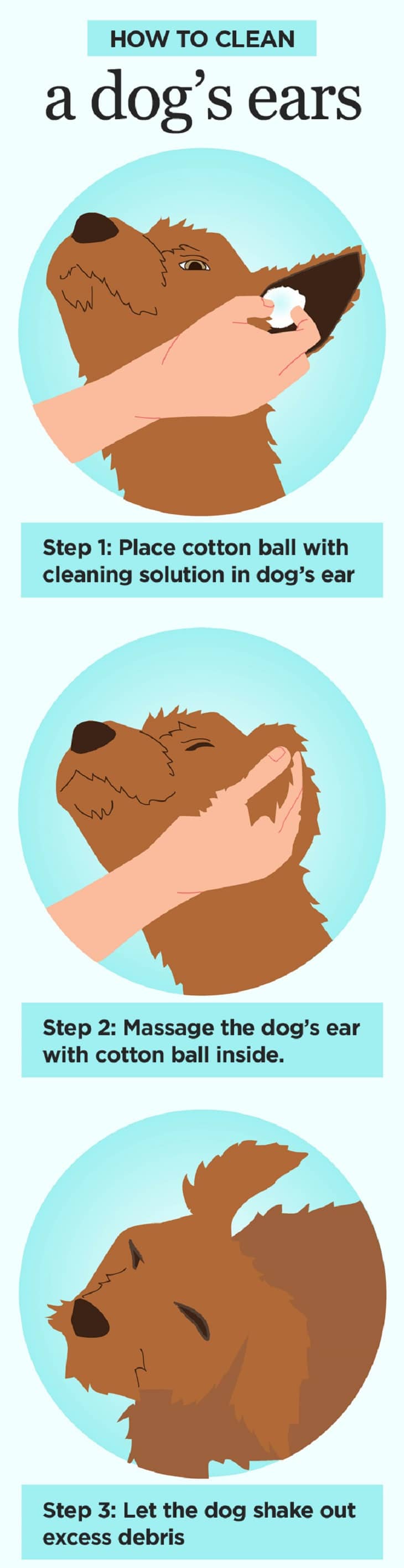 How to clean a dogs ears