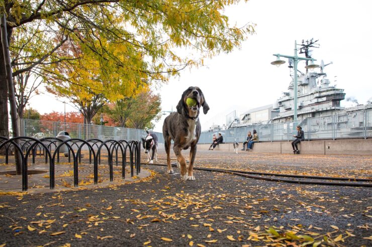 Hudson River Park Dog Run