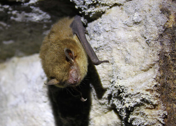 Indiana Bat in Missouri