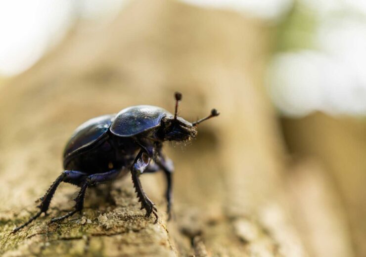 Insects and Arachnids