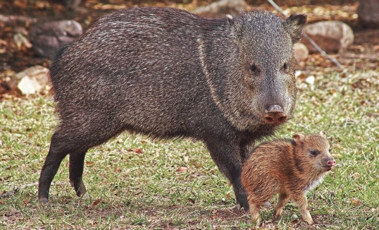 Javelina
