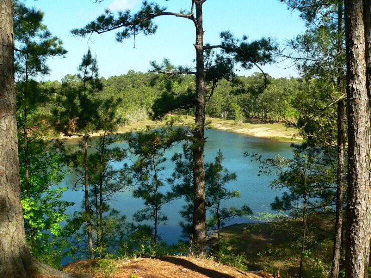 Kisatchie National Forest