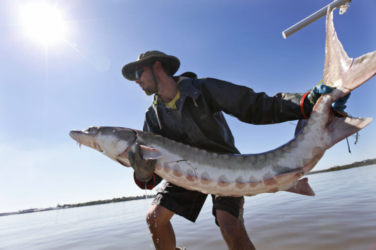 lake sturgeon