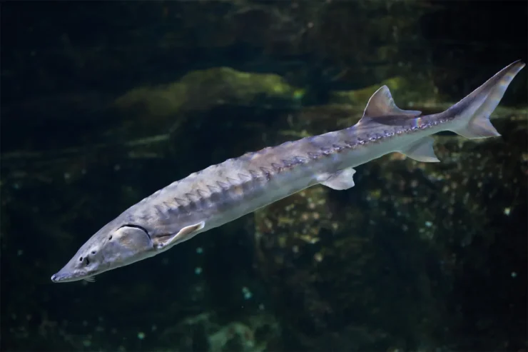 Lake Sturgeon (Acipenser fulvescens)