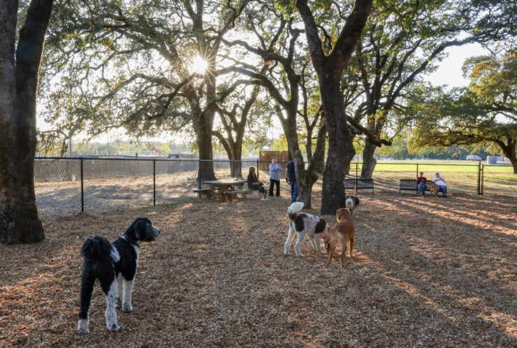 Windsor Dog Park