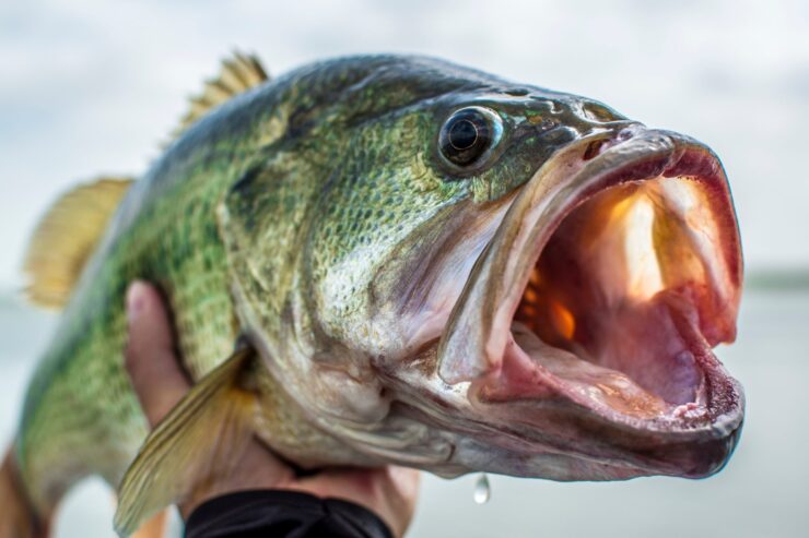 Largemouth Bass